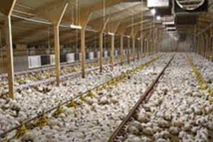 packed chicken farm