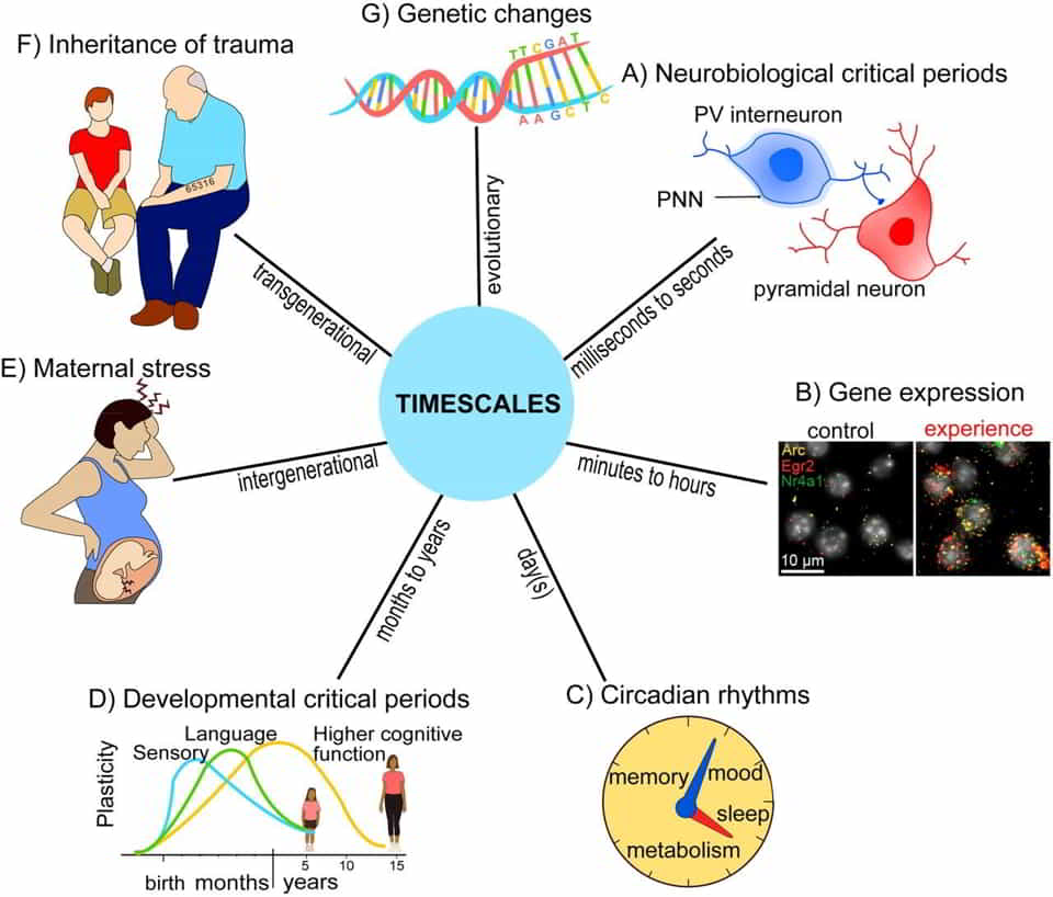 conception building blocks diagram