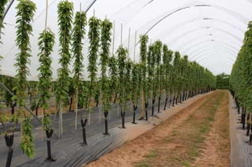 polytunnel