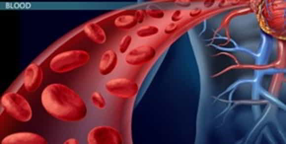 blood important to the body